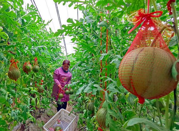 <strong>“谷雨时节，农发科技西瓜品种培育实验分时段实施</strong>